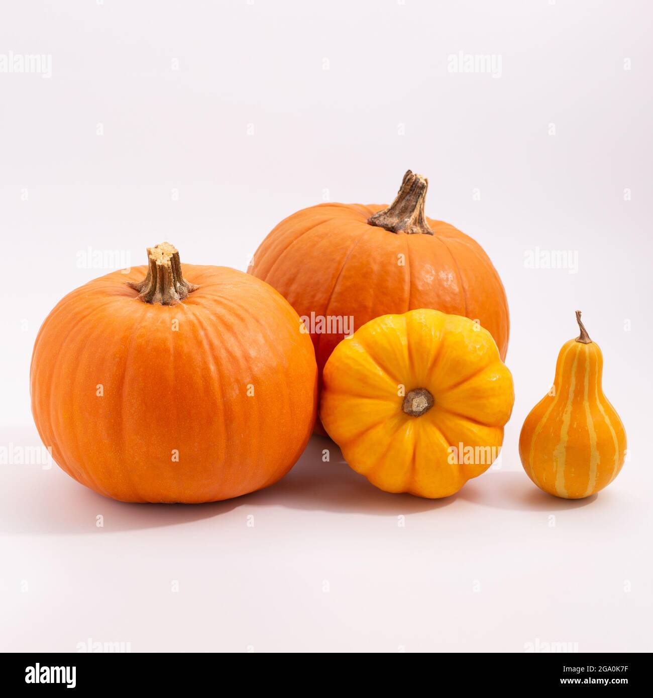 various pumpkins on white background Stock Photo