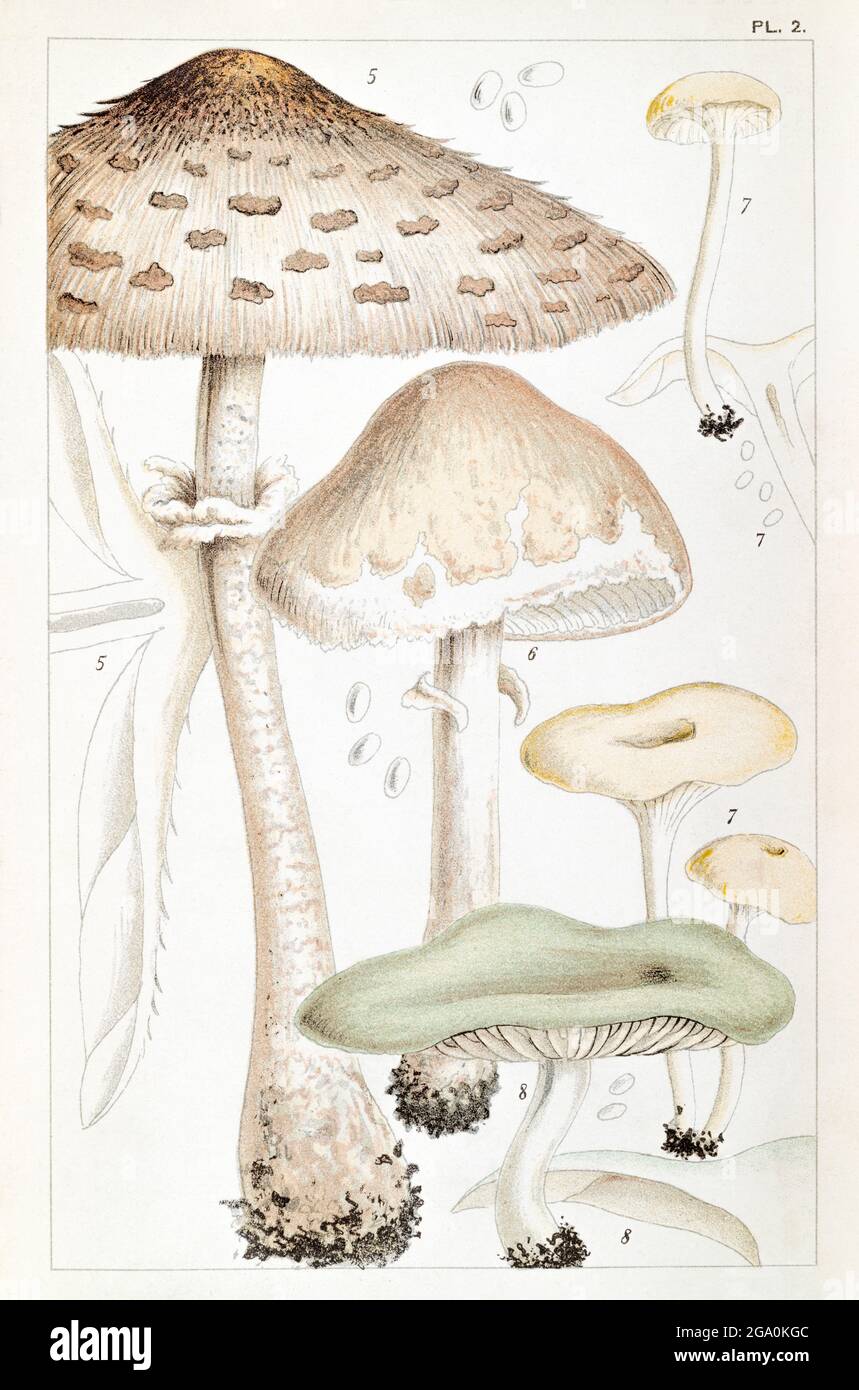 Illustration of Agaricus procerus / Parasol Mushroom, Agaricus excoriatus, Agaricus fragrans & Agaricus odorus in Mordecai Cooke's Edible Fungi, 1891. Stock Photo
