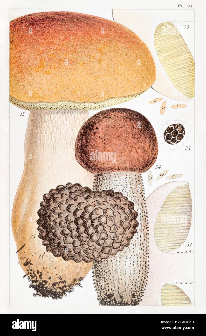 Illustration of Boletus edulis / Cep, Porcini, Boletus scaber & Tuber aestivum / Truffle fungus in Mordecai Cooke's 'British Edible Fungi' 1891. Stock Photo