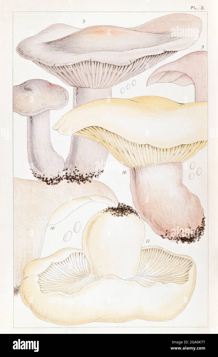 Agaricus gambosus / St. George's Mushroom, Agaricus nudus / Wood Blewit & Agaricus personatus / Field Blewit in Mordecai Cooke's Edible Fungi, 1891. Stock Photo