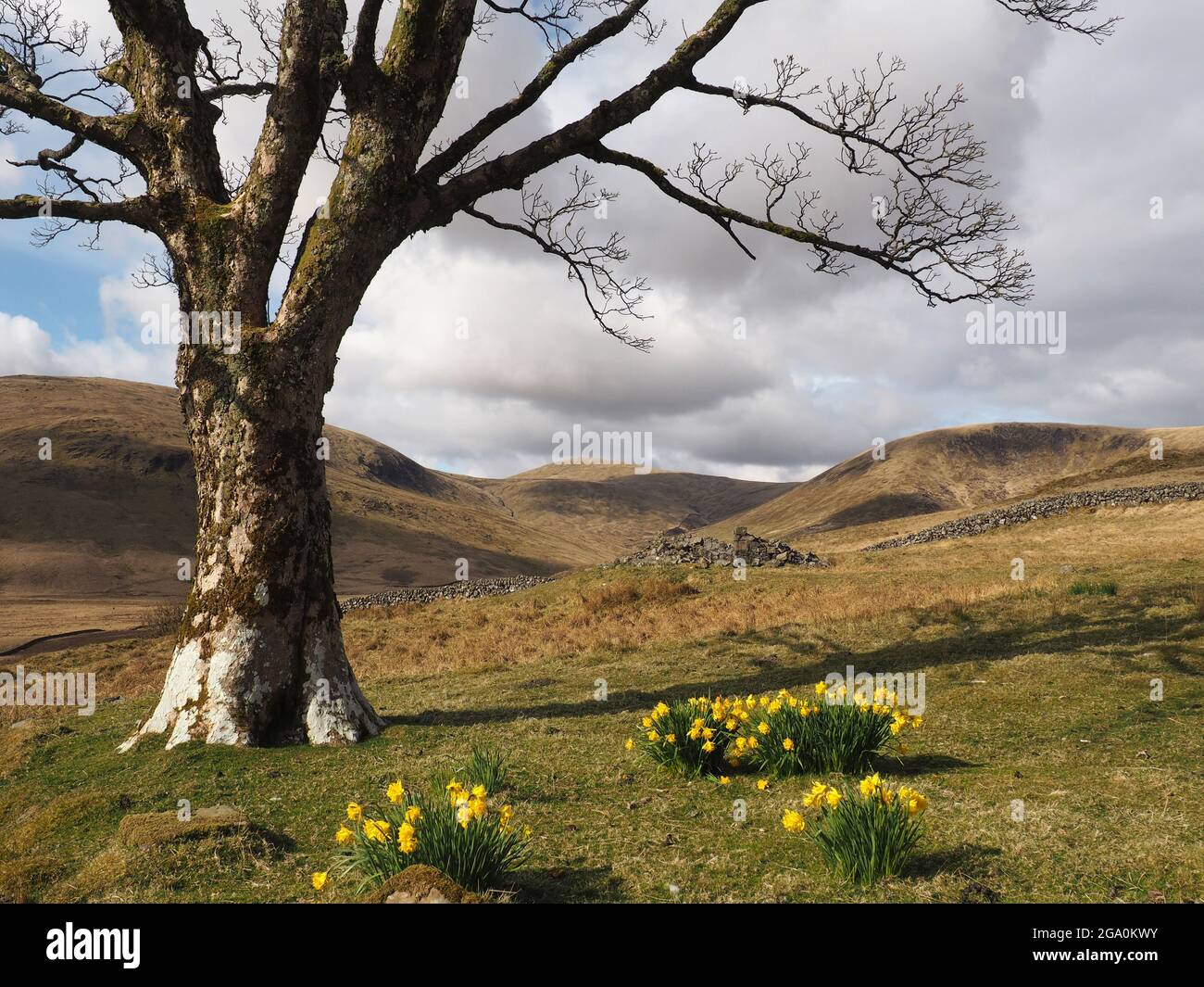Tree and daffodils, Woodhead lead mine, near Carsphairn, Dumfries and Galloway Stock Photo