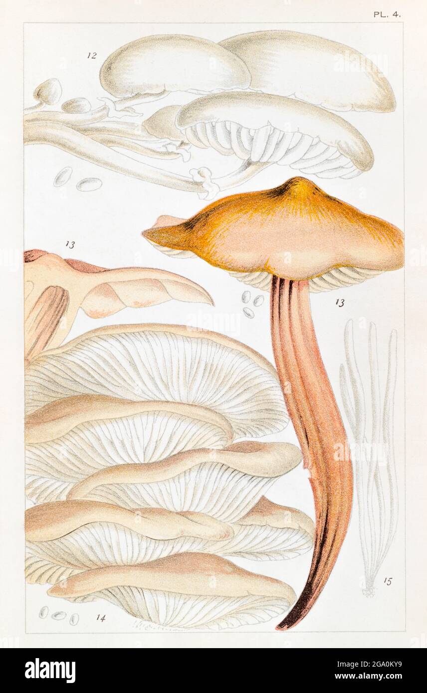 Agaricus ostreatus, Pleurotus ostreatus / Oyster Mushroom, Agaricus mucidus, Collybia fusipes & Clavaria vermicularis in Mordecai Cooke's Edible Fungi Stock Photo