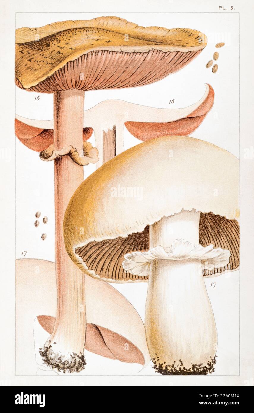 Illustration of Agaricus sylvaticus / Blushing Wood Mushroom & Agaricus arvensis / Horse Mushroom in Mordecai Cooke's 'British Edible Fungi' 1891. Stock Photo