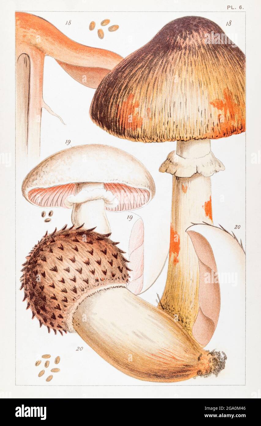 Agaricus campestris / Field Mushroom, Agaricus hoemorrhoidarius / Bleeding Mushroom & Agaricus elvensis in Mordecai Cooke's British Edible Fungi, 1891 Stock Photo