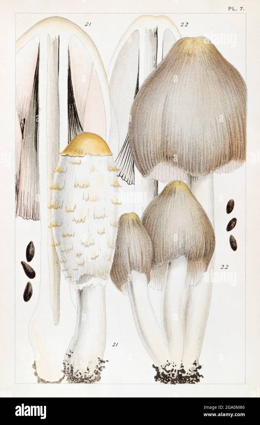 Coprinus comatus / Shaggy Ink Cap & Coprinus atramentarius, Coprinopsis atramentaria / Common Ink Cap in Mordecai Cooke's 'British Edible Fungi', 1891 Stock Photo