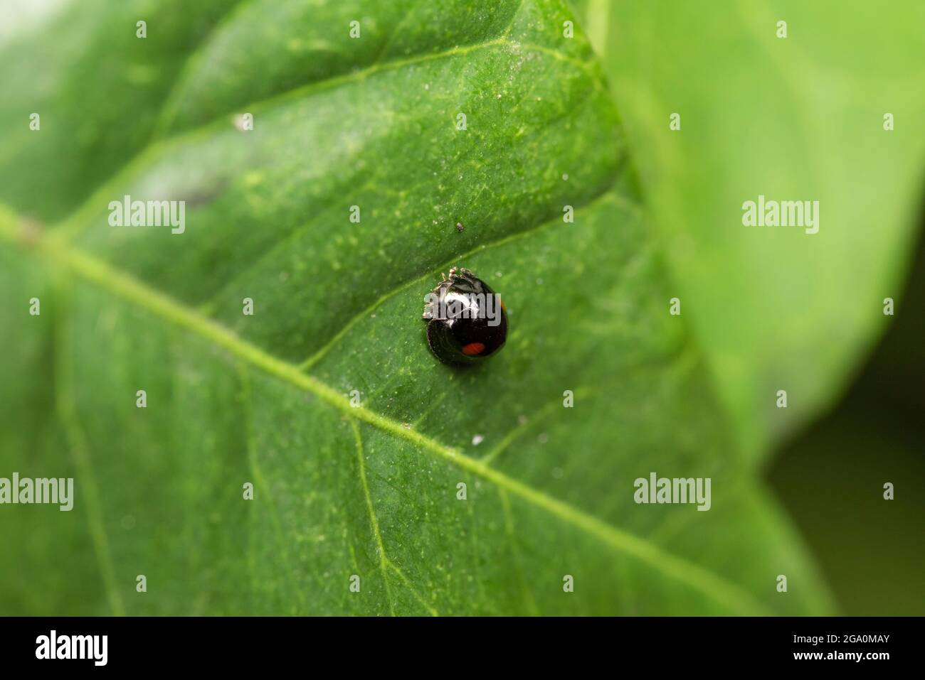 Chilocorus High Resolution Stock Photography And Images Alamy