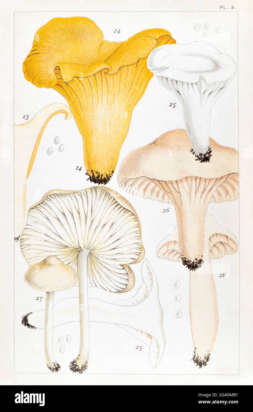 Cantharellus cibarius / Chanterelle, Hygrophorus virgineus, Hygrophorus pratensis & Marasmius oreades in Mordecai Cooke's 'British Edible Fungi', 1891 Stock Photo