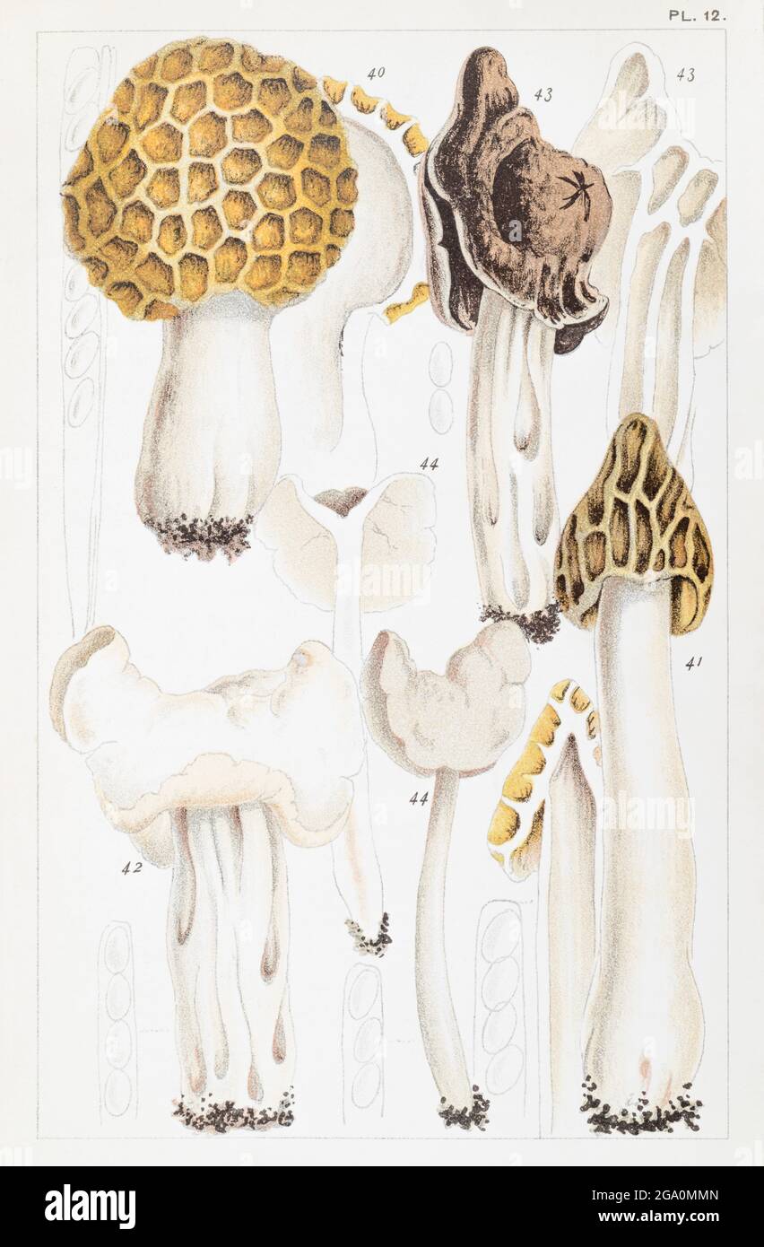 Morchella esculenta / Morell, Morchella semilibera, Helvella crispa, Helvella lacunosa & Helvella elastica in Mordecai Cooke's 'British Edible Fungi' Stock Photo