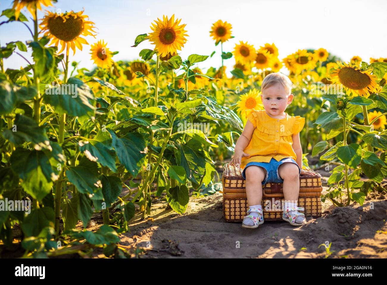 Beautiful little girl in blooming sunflower field in summertime Stock ...