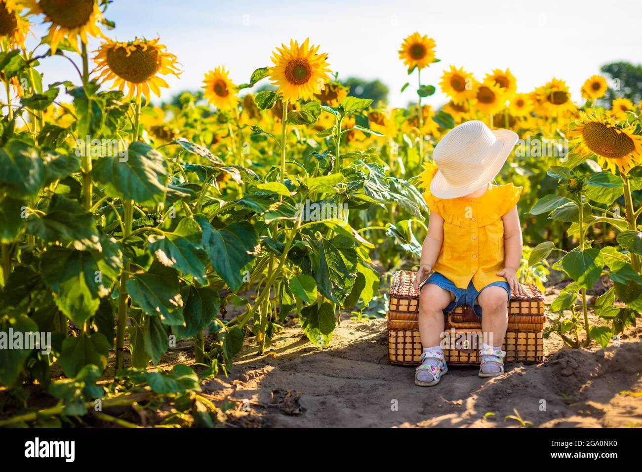 Beautiful little girl in blooming sunflower field in summertime Stock ...
