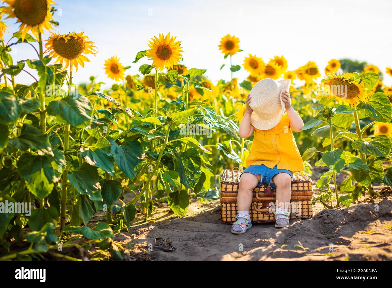 Beautiful little girl in blooming sunflower field in summertime Stock ...