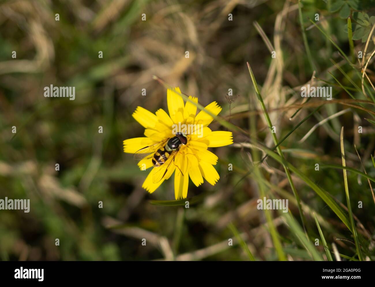 Hover-flies are common and widespread members of the fly family that do ...