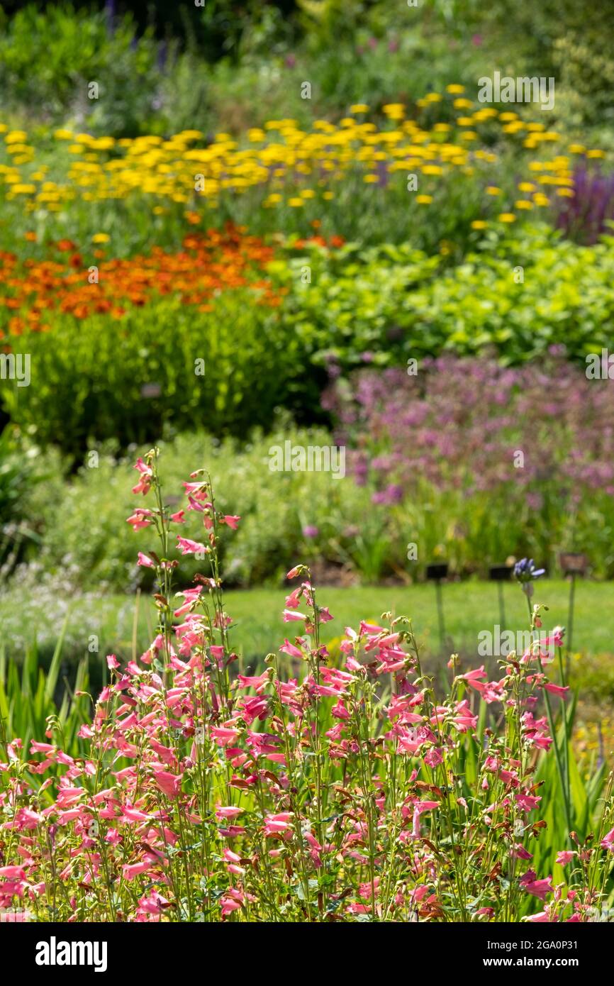 Bressingham Gardens near Diss in Norfolk. Colourful garden planted in naturalistic style with drifts of colour, layers and textures. Stock Photo
