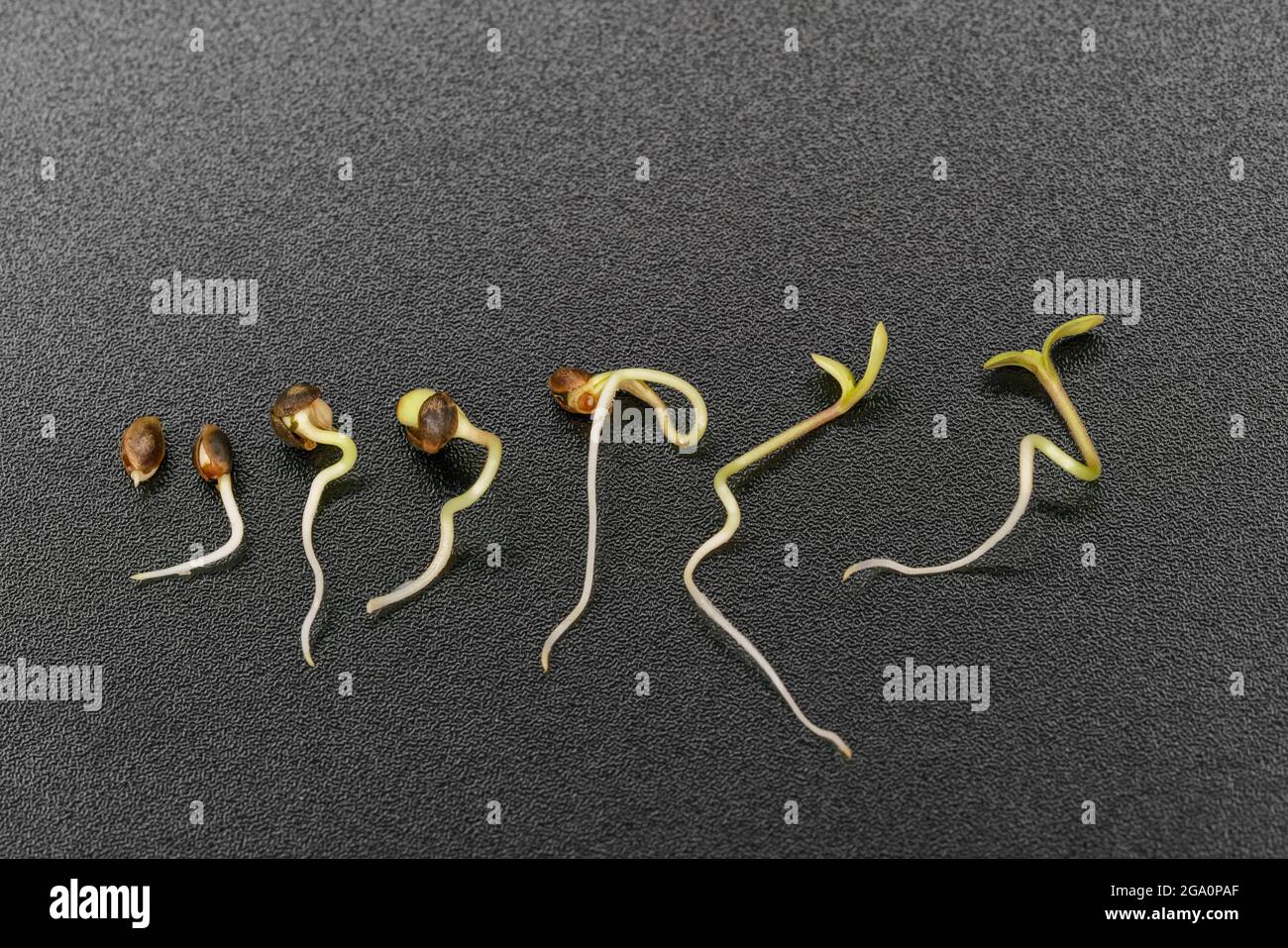 timelapse of hemp seed germination on a black background Stock Photo