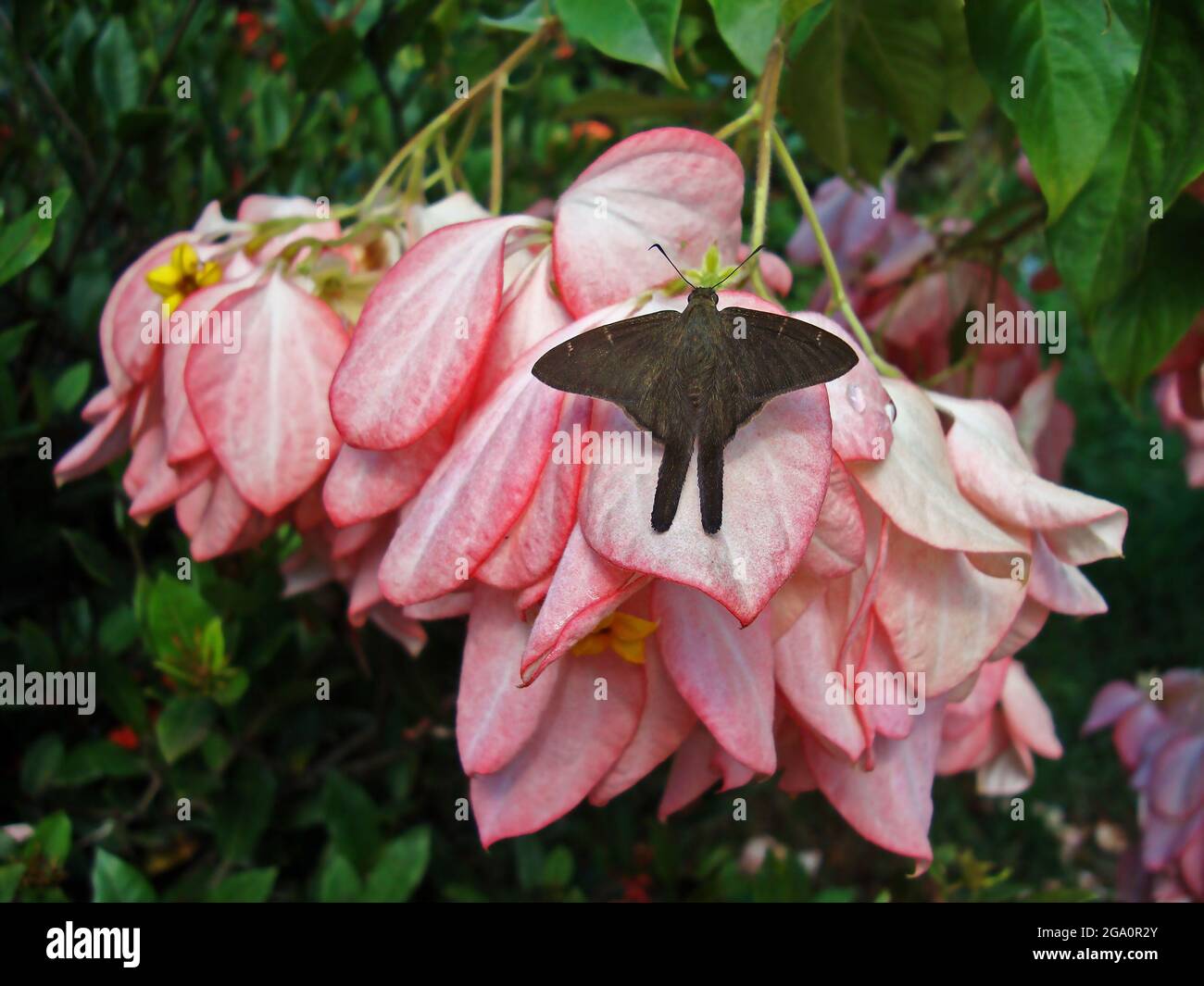 Brown longtail butterfly (Urbanus procne) on rose flowers Stock Photo