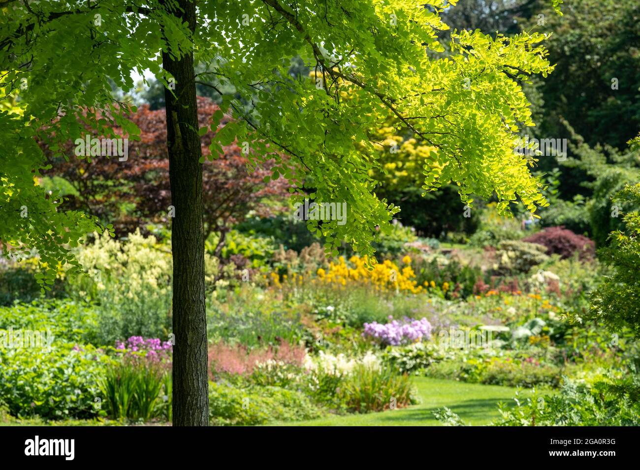 Bressingham Gardens near Diss in Norfolk. Colourful garden in the naturalistic planting style with broad colour palette. Gleditsia tree in foreground. Stock Photo