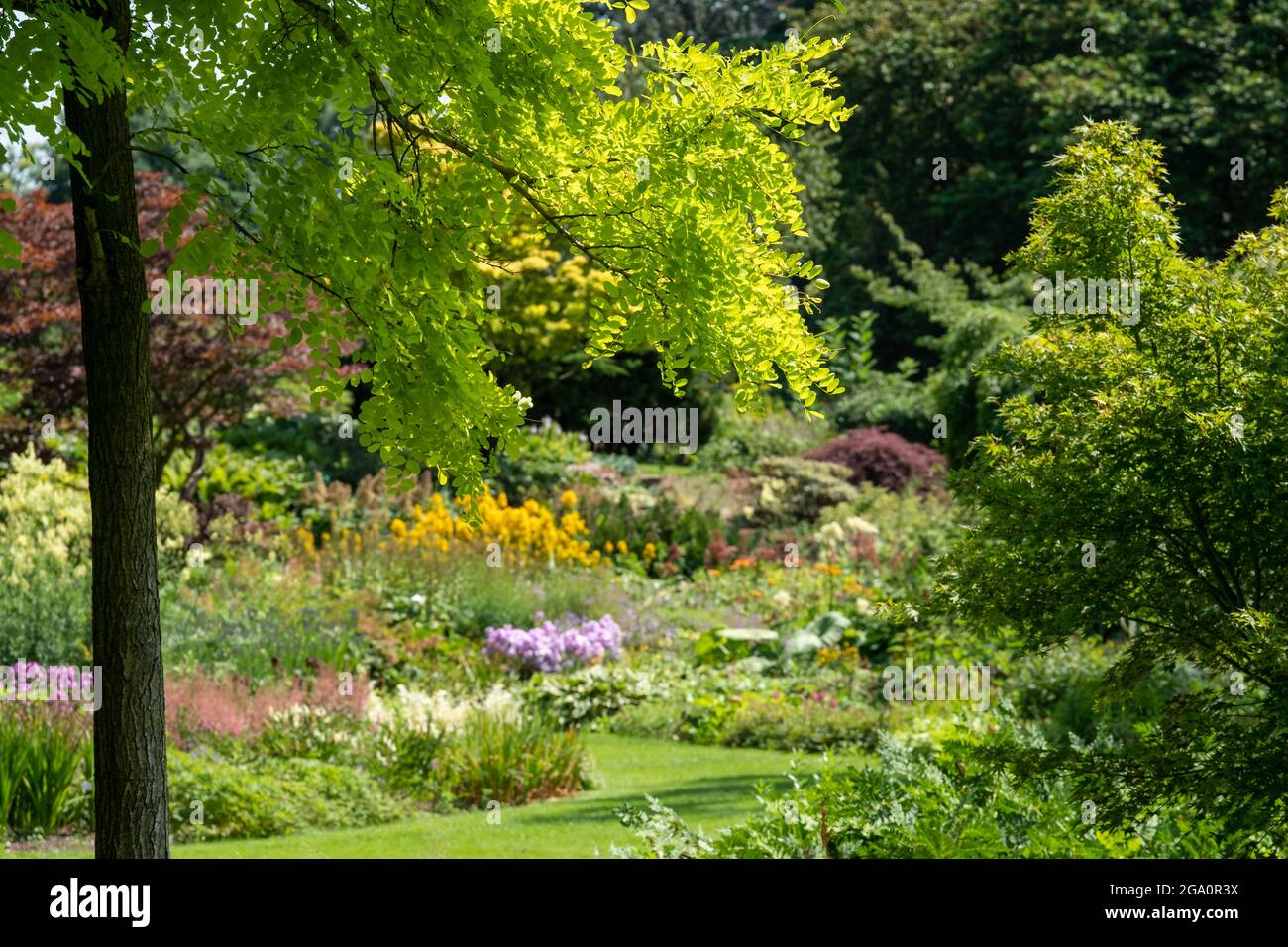 Bressingham Gardens near Diss in Norfolk. Colourful garden in naturalistic planting style with broad colour palette.Gleditsia tree in foregound. Stock Photo