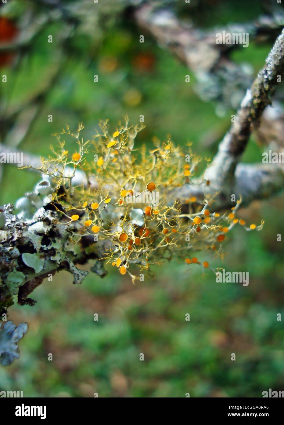 Yellow lichen on dry branch. Golden Shield Lichen (Xanthoria parietina) Stock Photo