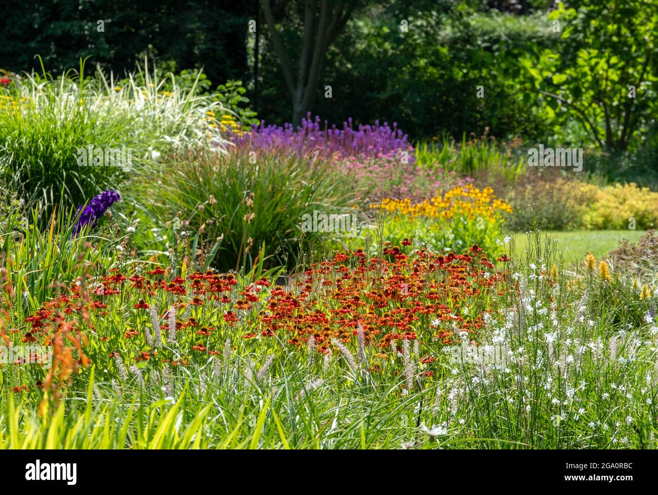 Bressingham Gardens near Diss in Norfolk. Colourful garden planted in naturalistic style with drifts of colour, layers and textures. Stock Photo