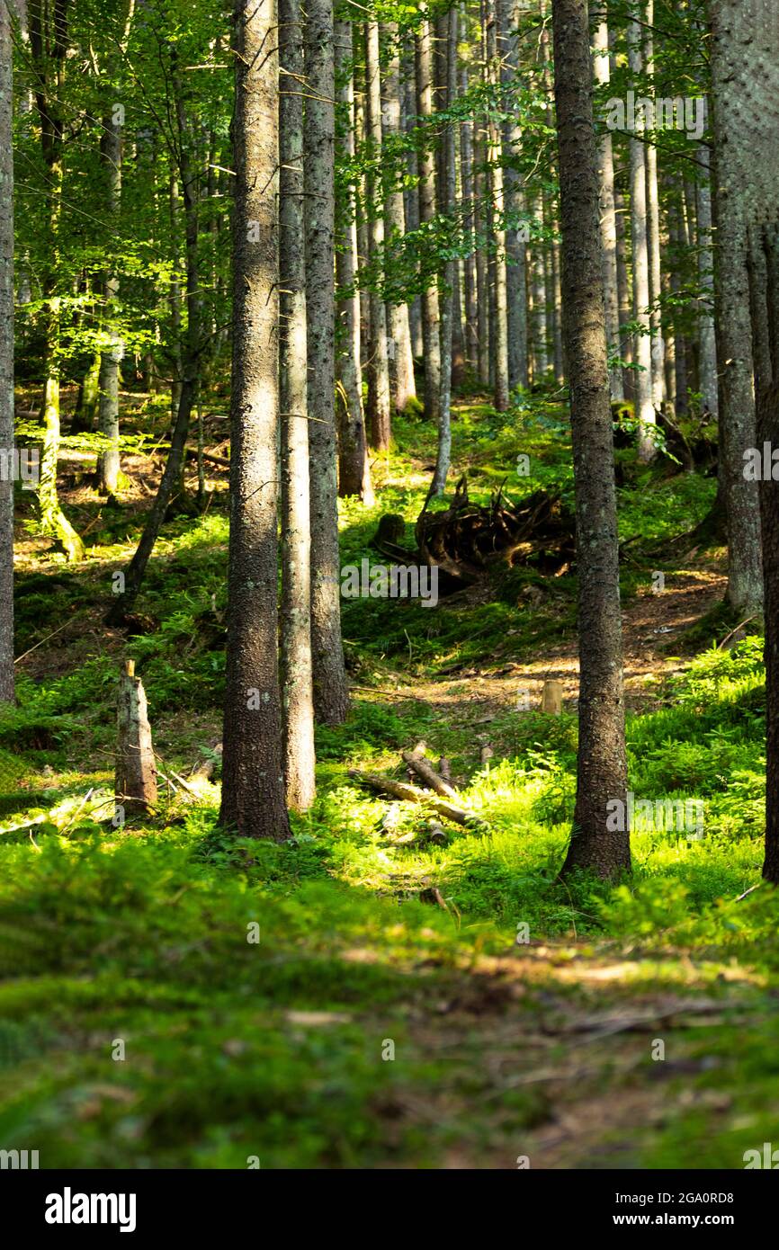 Summer Forest Background. Single tree. Beautiful sunlight in the summer  Forest. Copyspace, Vertical Resolution Stock Photo - Alamy