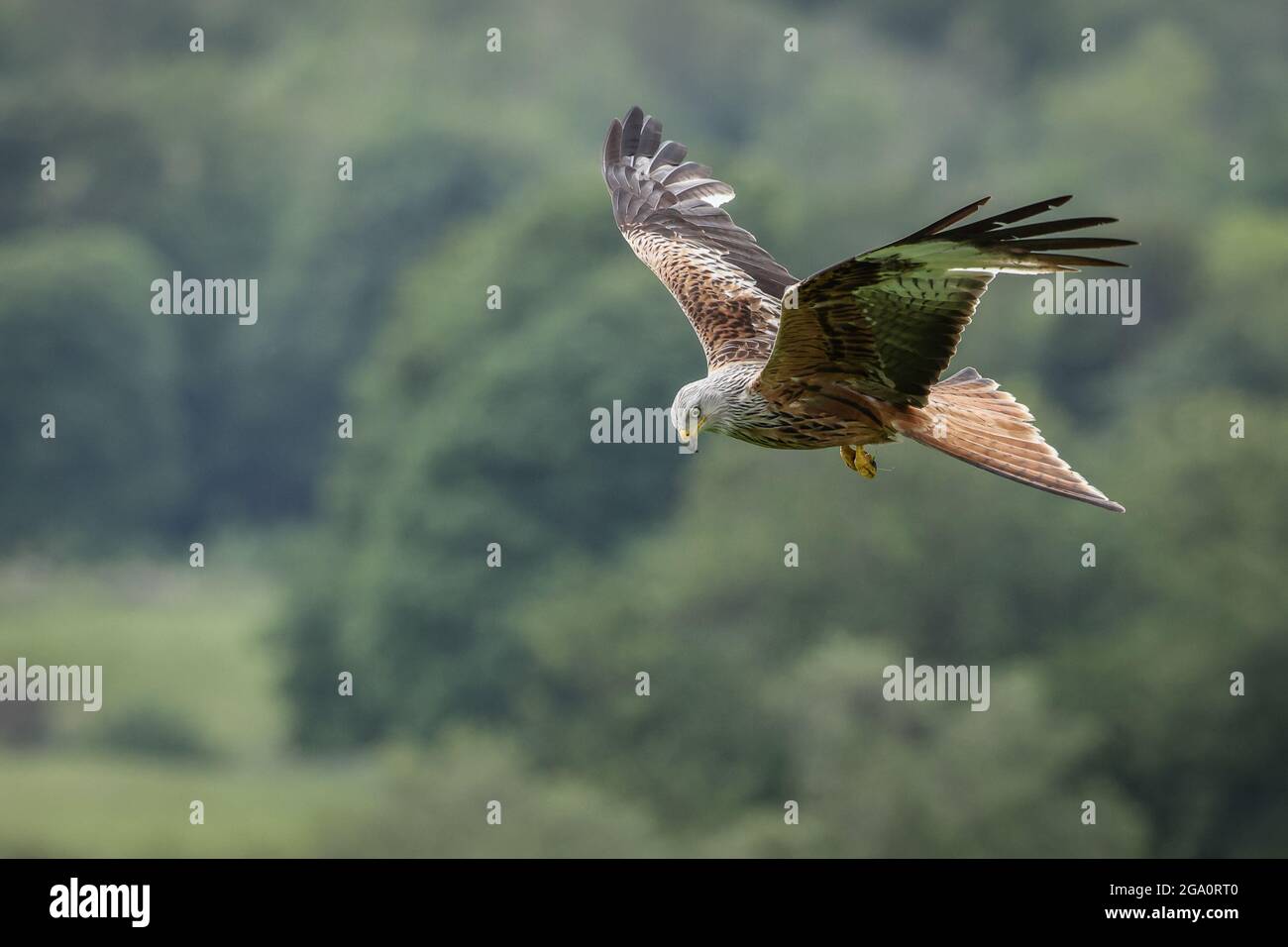 Red kite feeding station hires stock photography and images Alamy