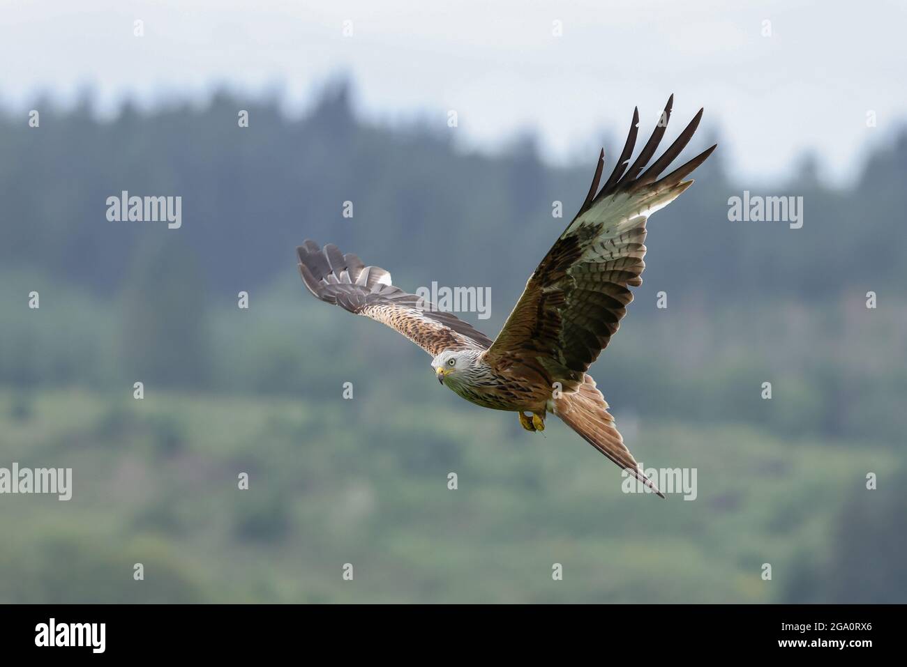 Red kite feeding station hires stock photography and images Alamy