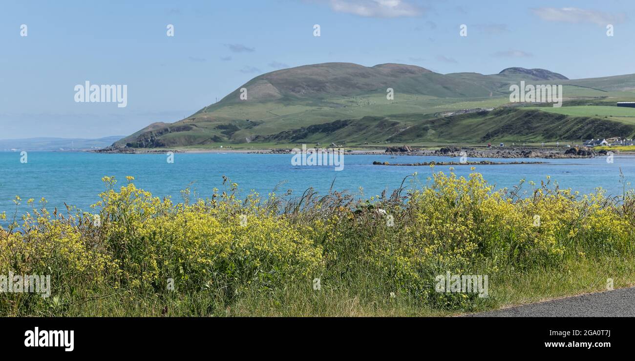 Yellow flowers in the foreground, looking across the bay on the South Ayrshire coastline at Lendalfoot, Scotland, UK. Stock Photo