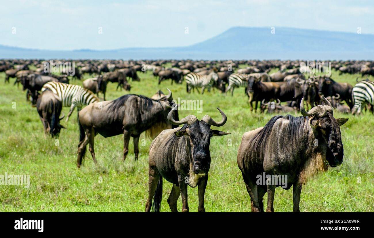 Herd wildebeests in green hi-res stock photography and images - Alamy