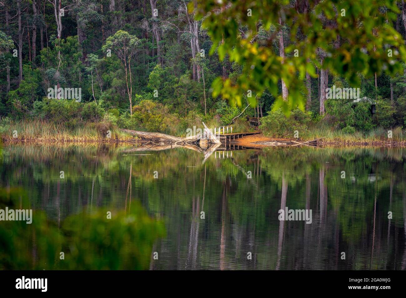 Beautiful forest with its reflection on the lake Stock Photo - Alamy