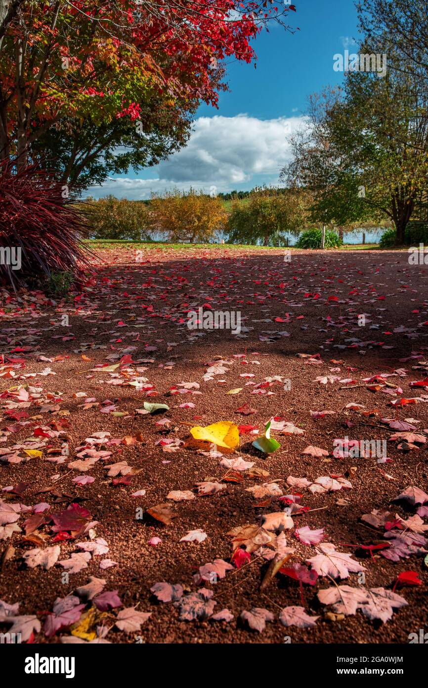 Trail in a park with red trees in the fall Stock Photo - Alamy