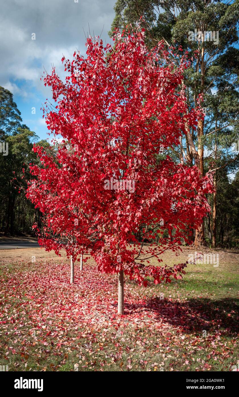 Park with red trees in the fall Stock Photo - Alamy