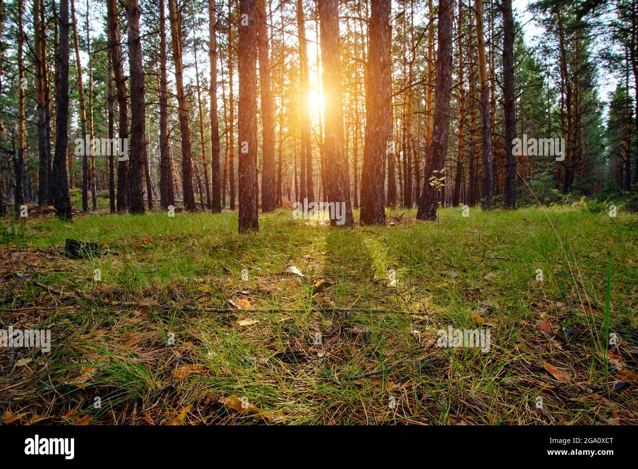 Clearing in pine forest is illuminated by sun rays at sunset Stock ...