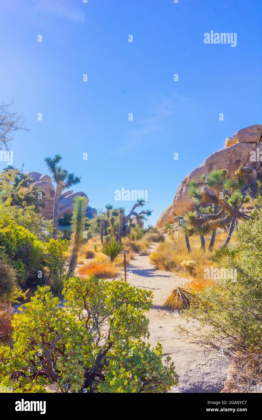 Joshua Tree National Park, Southern California Stock Photo Alamy