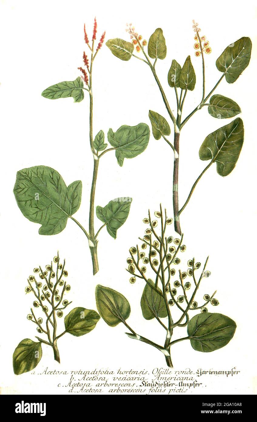 Acetosa rotundifolia hortensis, Acetosa vesicaria, Acetosa arborescens