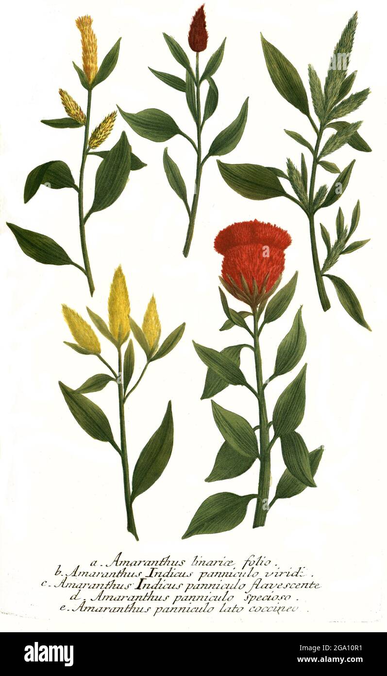 Amaranthus linariae, Amaranthus indicus panniculo, Amaranthus indicus