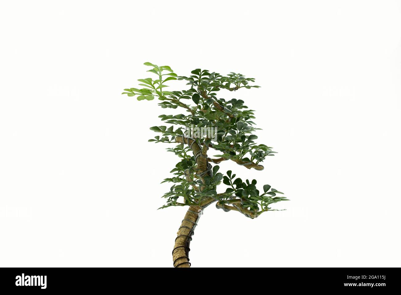 Bonsai tree isolated on a white background Stock Photo - Alamy