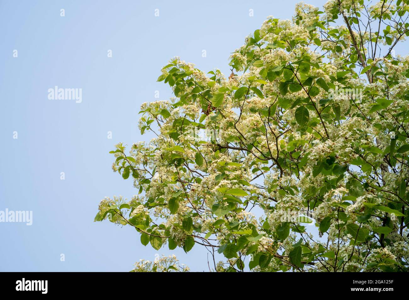 Beautiful blooming tree on the background of blue sky Stock Photo - Alamy