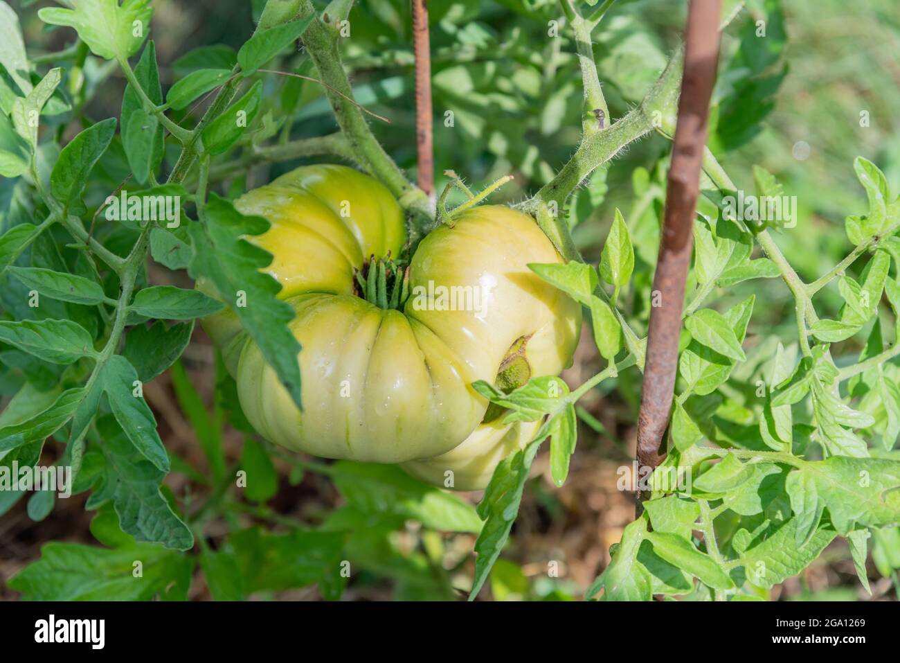 Big green tomato hanging on a bush in a vegetable garden in summer ...
