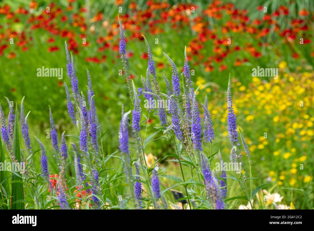 Naturalistic planting, with emphasis on layering, structure, form and wide colour palette. Blue veronica spicata, spiked speedwell in the foreground. Stock Photo
