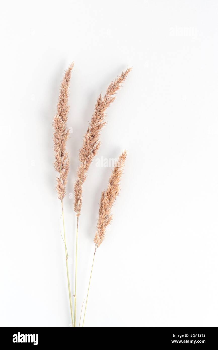 Three dry pampas grass branches flat lay on a white background Stock Photo