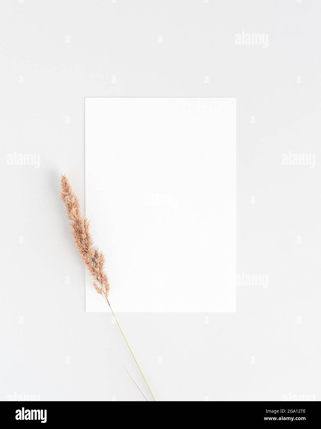 White invitation card mockup flat lay with a small dry pampass grass branch Stock Photo