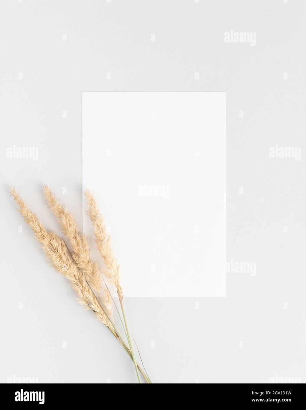 White invitation card mockup flat lay with a three dry pampass grass branches Stock Photo