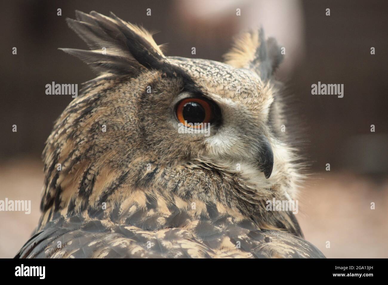 Close up of head of owl Stock Photo
