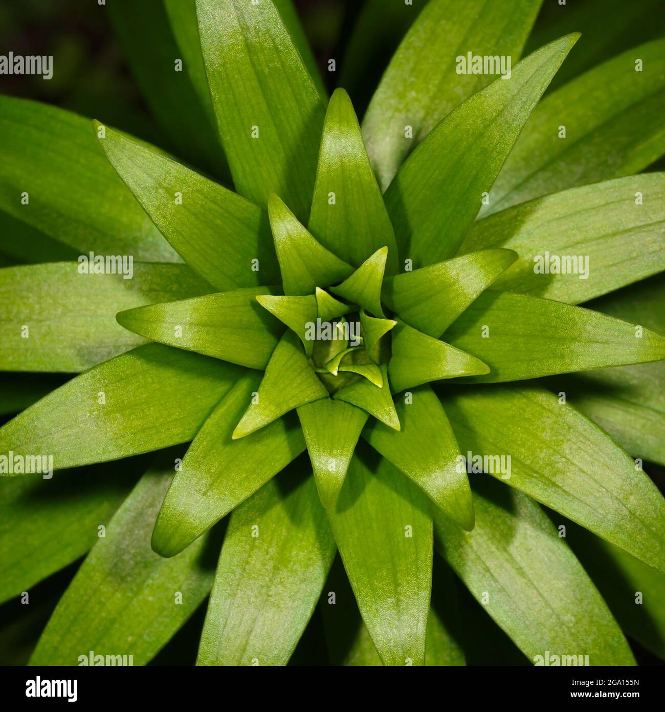 Abstract floral pattern of multi-tiered leaves in the shape of a star Stock Photo