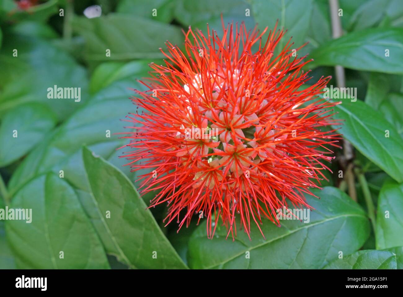 Single spiky red tropical flower Stock Photo
