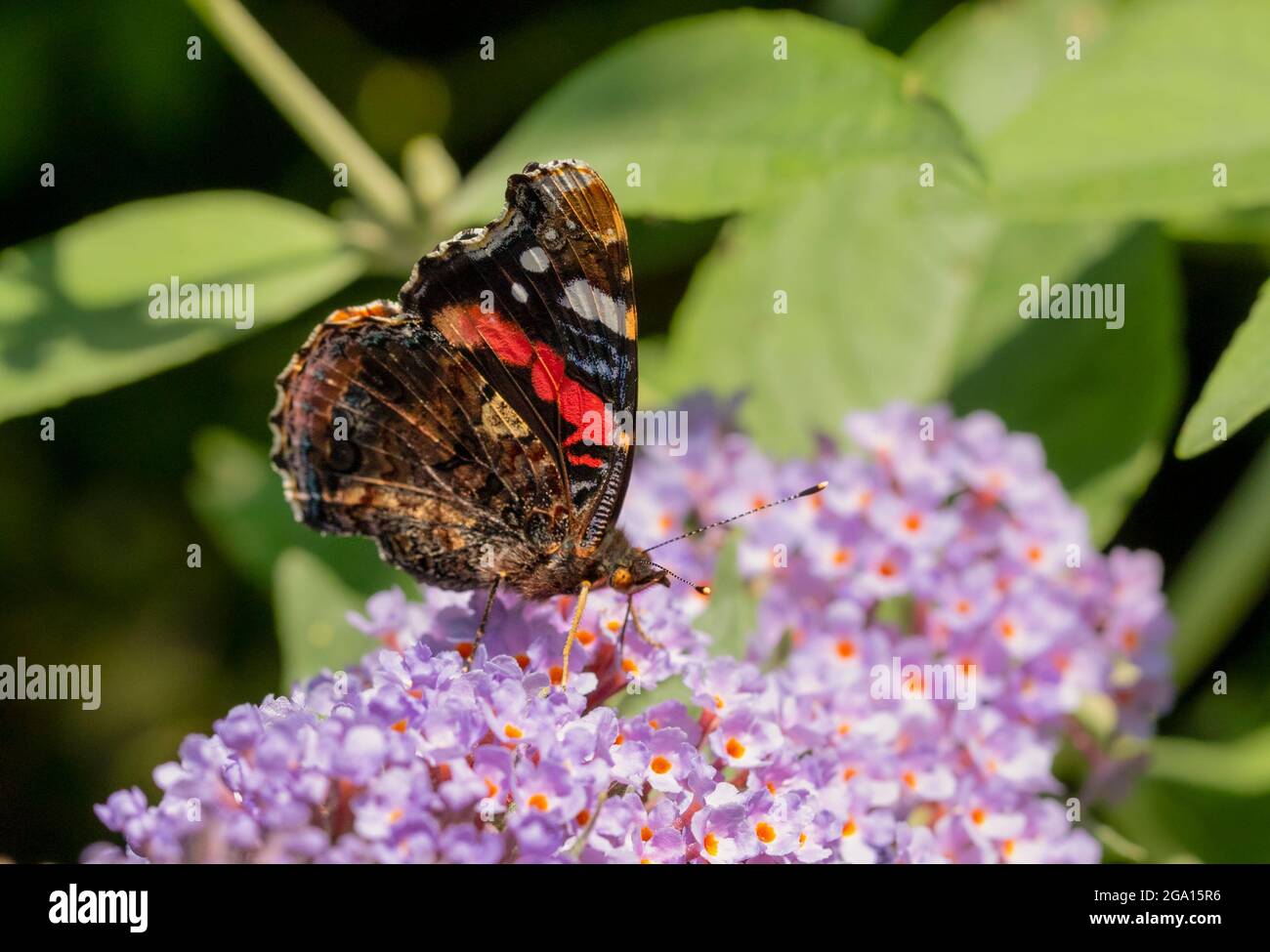 Red Admiral, vanessa atalanta, Colourful  Butterfly, perched in a British Garden, UK Butterfly, summer 2021 Stock Photo
