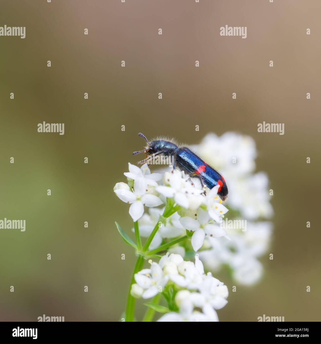 Red-blue shaggy beetle on white flowers, with blurred background, close-up Stock Photo