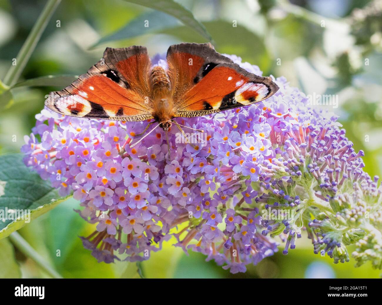 Peacock Butterfly, European Butterfly, Perched on a Buddleja bush in a British garden, summer 2021 Stock Photo