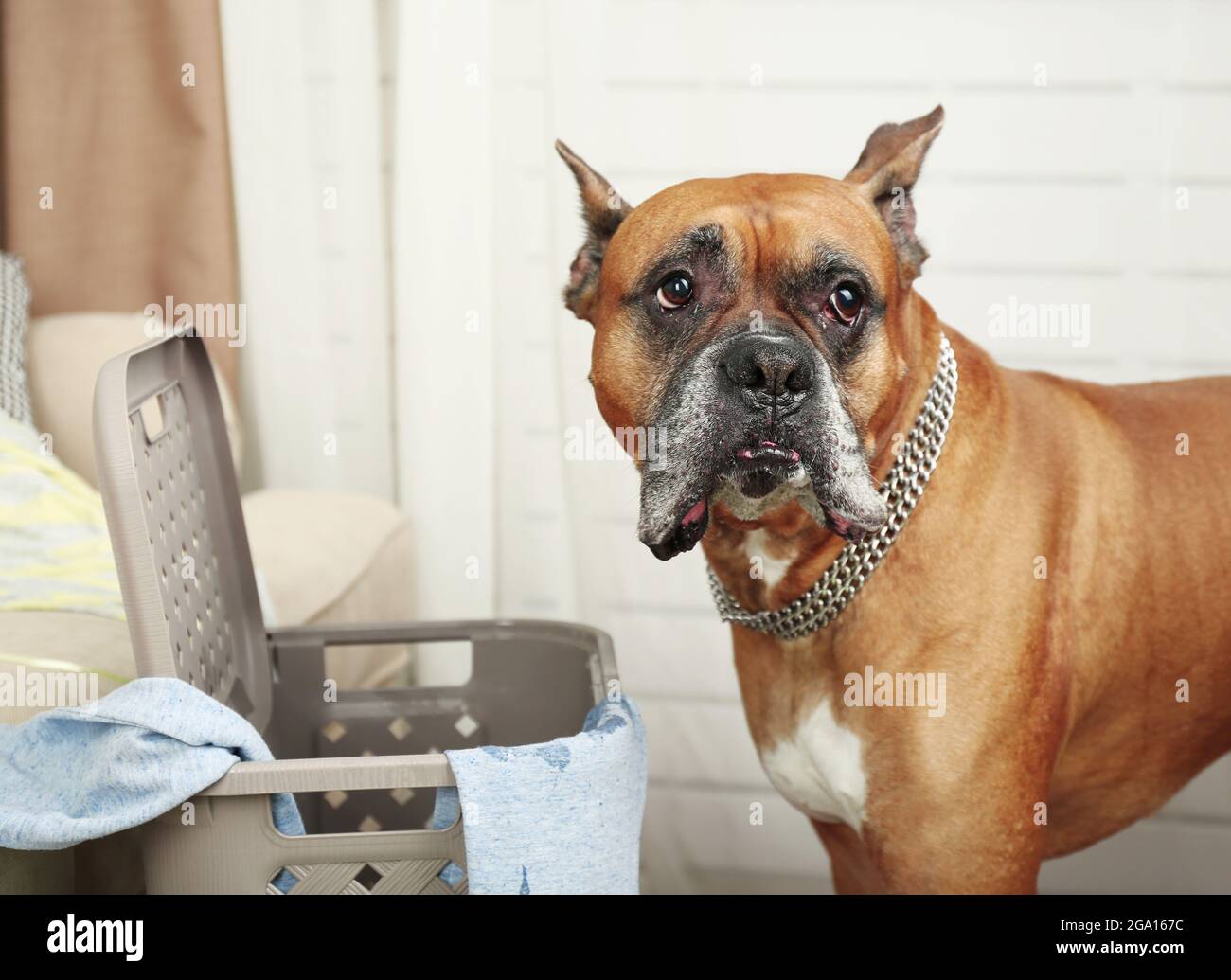 Dog demolishes clothes in messy room Stock Photo Alamy