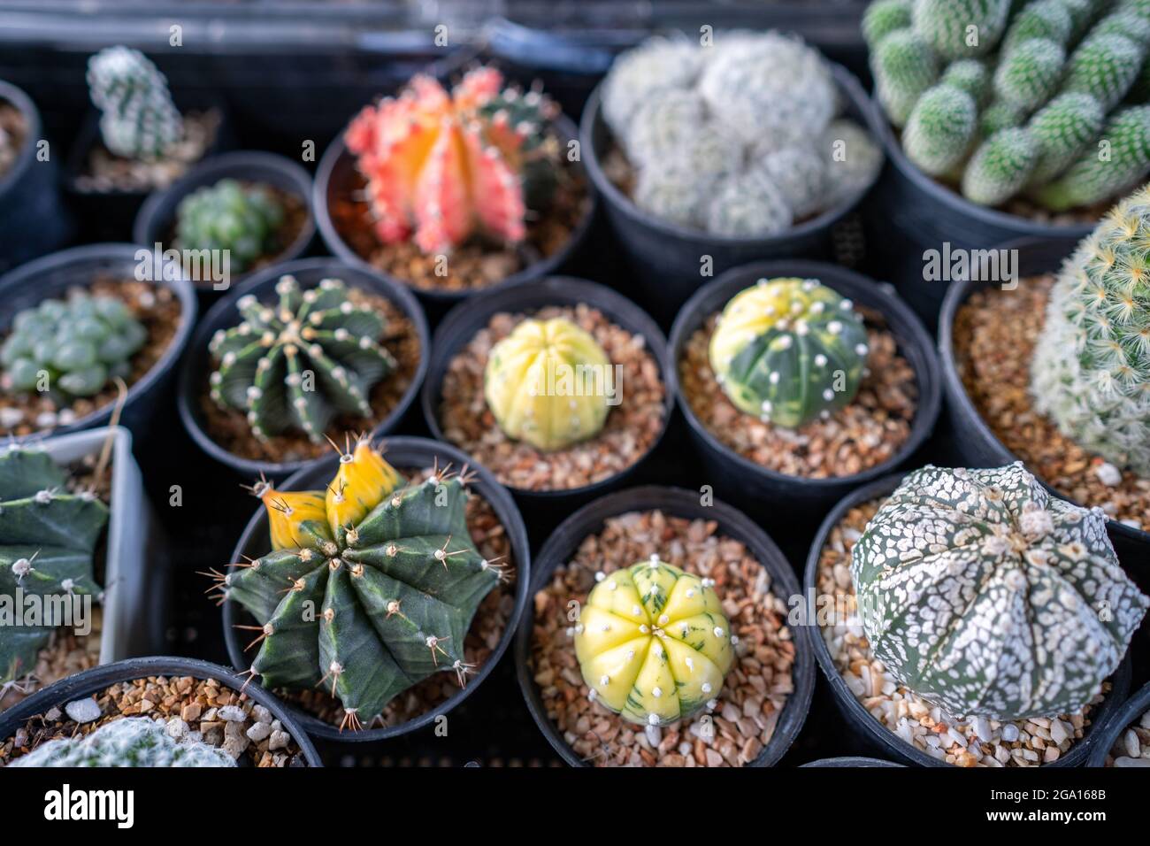 Variety of cactuses sold at a market Stock Photo - Alamy